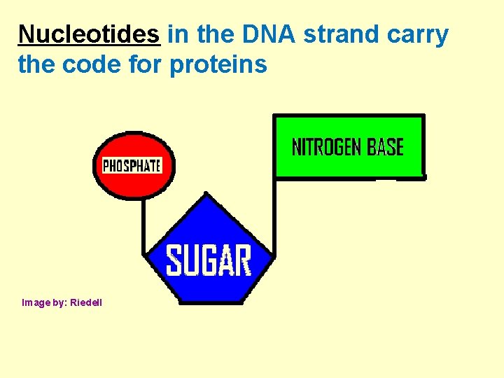 Nucleotides in the DNA strand carry the code for proteins Image by: Riedell 