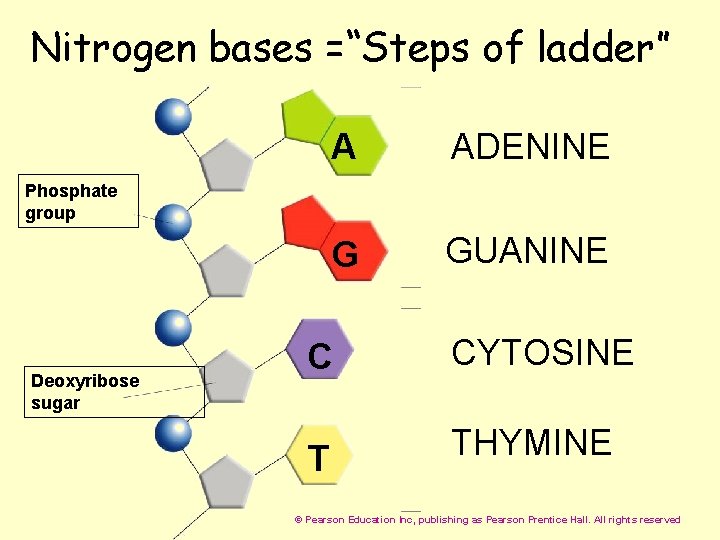  Nitrogen bases =“Steps of ladder” A ADENINE G GUANINE Phosphate group Deoxyribose sugar