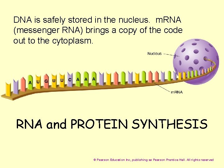 DNA is safely stored in the nucleus. m. RNA (messenger RNA) brings a copy