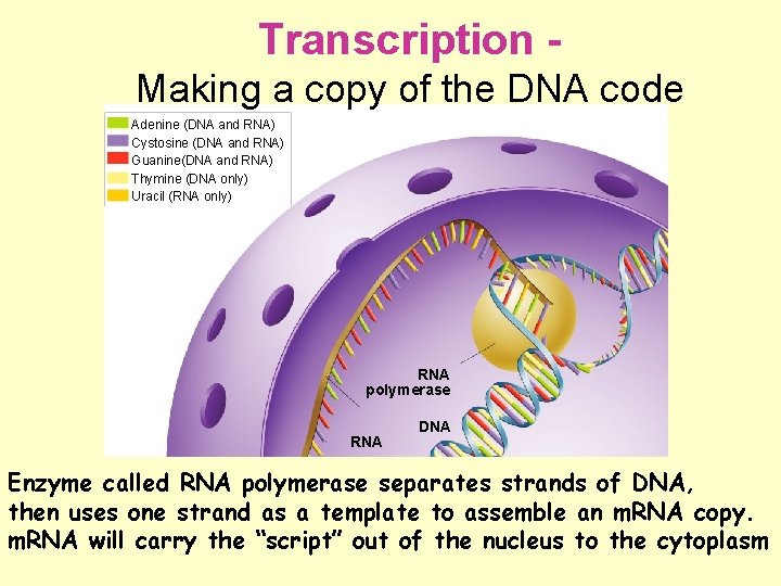 Transcription - Making a copy of the DNA code Adenine (DNA and RNA) Cystosine