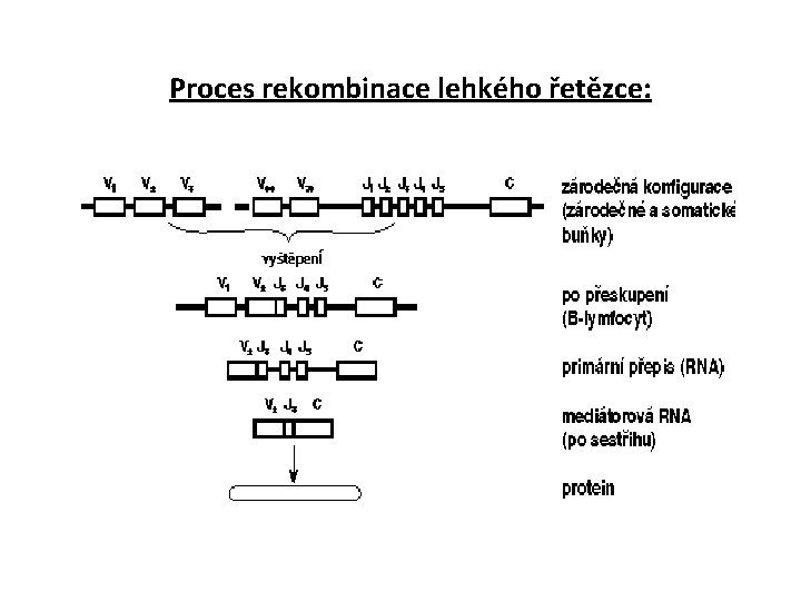 Proces rekombinace lehkého řetězce: 