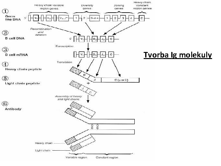 Tvorba Ig molekuly 