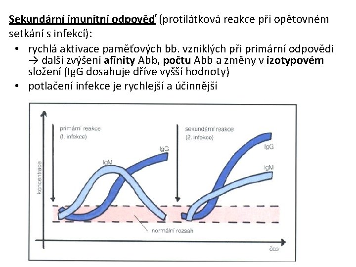 Sekundární imunitní odpověď (protilátková reakce při opětovném setkání s infekcí): • rychlá aktivace paměťových