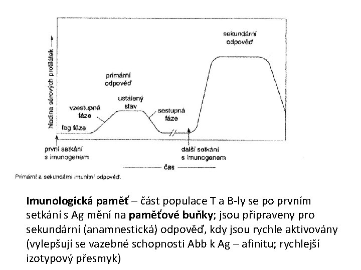 Imunologická paměť – část populace T a B-ly se po prvním setkání s Ag