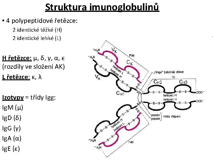 Struktura imunoglobulinů • 4 polypeptidové řetězce: 2 identické těžké (H) 2 identické lehké (L)