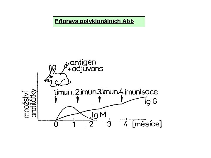 Příprava polyklonálních Abb 