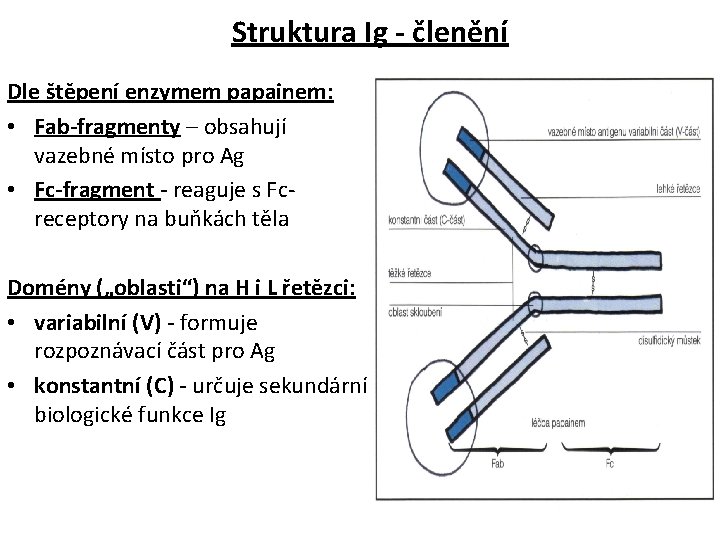 Struktura Ig - členění Dle štěpení enzymem papainem: • Fab-fragmenty – obsahují vazebné místo