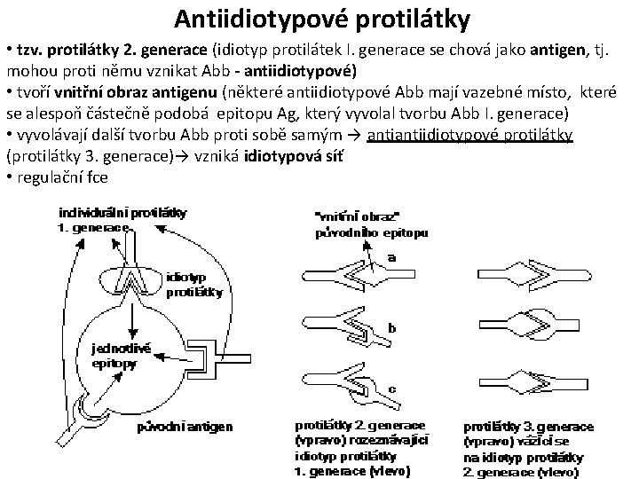 Antiidiotypové protilátky • tzv. protilátky 2. generace (idiotyp protilátek I. generace se chová jako