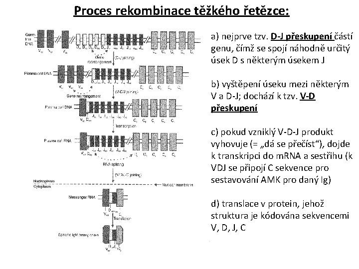 Proces rekombinace těžkého řetězce: a) nejprve tzv. D-J přeskupení částí genu, čímž se spojí