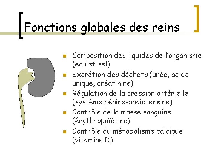 Fonctions globales des reins n n n Composition des liquides de l’organisme (eau et