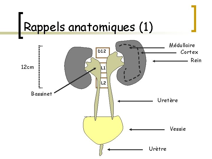 Rappels anatomiques (1) Médullaire Cortex D 12 12 cm Rein L 1 L 2