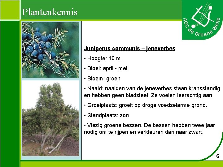 Plantenkennis Juniperus communis – jeneverbes • Hoogte: 10 m. • Bloei: april - mei