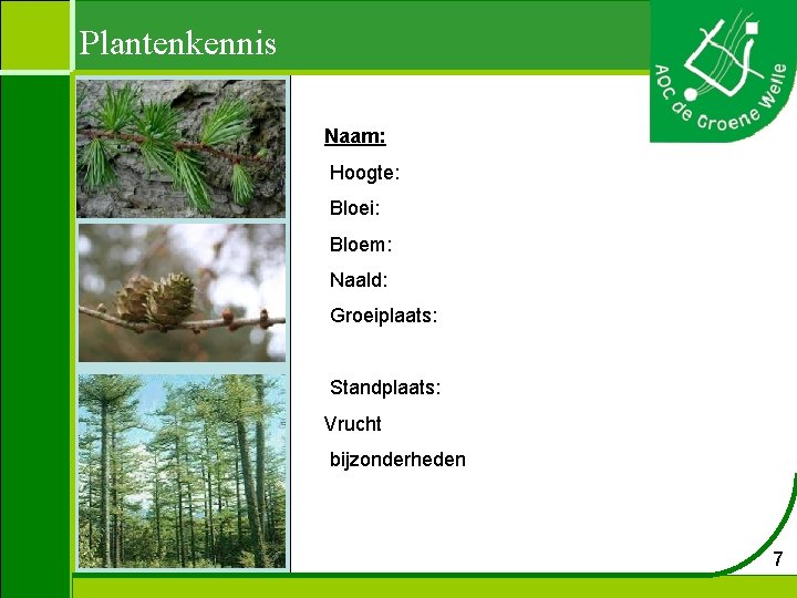 Plantenkennis Naam: Hoogte: Bloei: Bloem: Naald: Groeiplaats: Standplaats: Vrucht bijzonderheden 7 