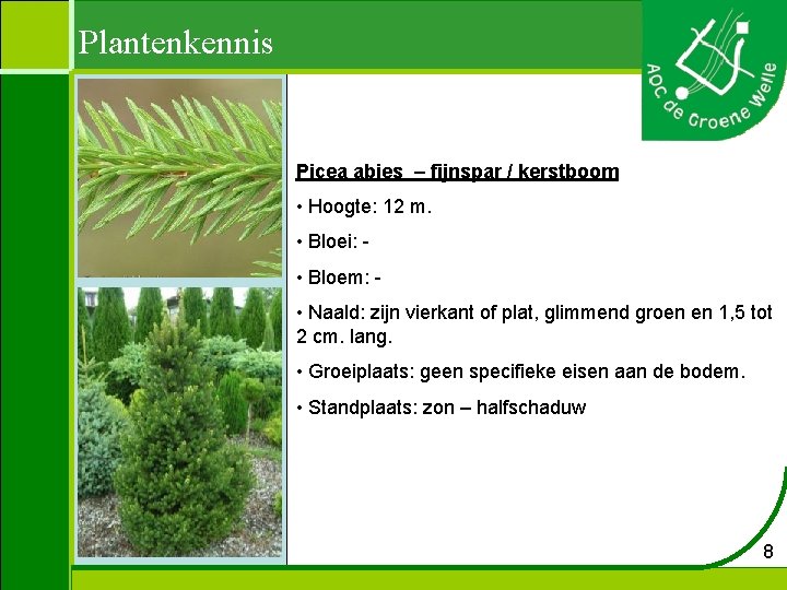 Plantenkennis Picea abies – fijnspar / kerstboom • Hoogte: 12 m. • Bloei: •