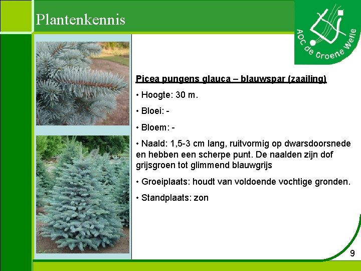 Plantenkennis Picea pungens glauca – blauwspar (zaailing) • Hoogte: 30 m. • Bloei: •