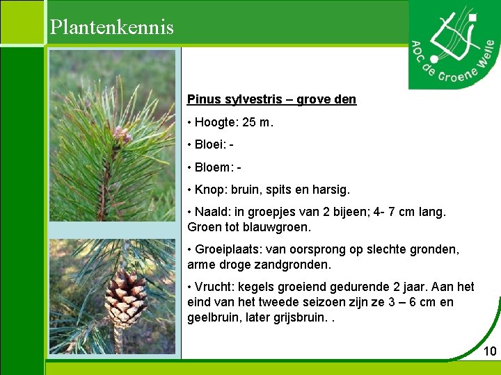 Plantenkennis Pinus sylvestris – grove den • Hoogte: 25 m. • Bloei: - •