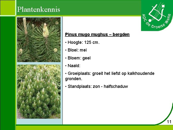 Plantenkennis Pinus mugo mughus – bergden • Hoogte: 125 cm. • Bloei: mei •