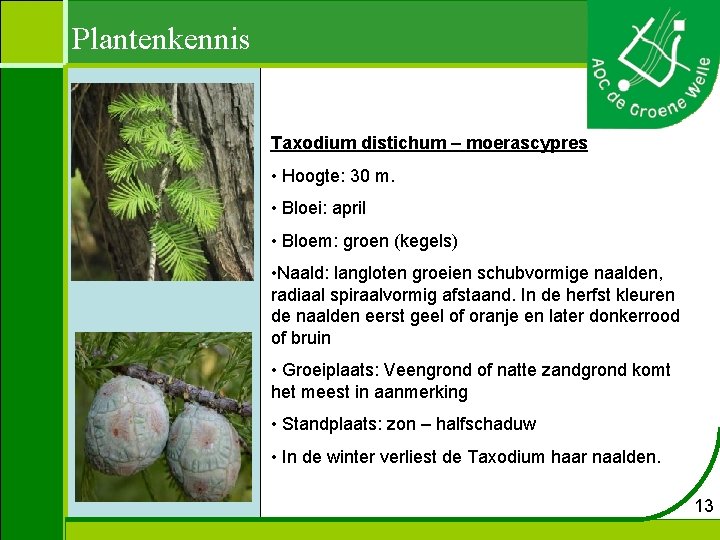 Plantenkennis Taxodium distichum – moerascypres • Hoogte: 30 m. • Bloei: april • Bloem:
