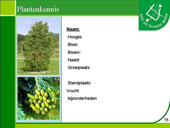 Plantenkennis Naam: Hoogte: Bloei: Bloem: Naald: Groeiplaats: Standplaats: Vrucht bijzonderheden 15 