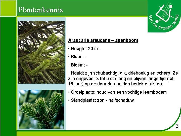 Plantenkennis Araucaria araucana – apenboom • Hoogte: 20 m. • Bloei: • Bloem: •