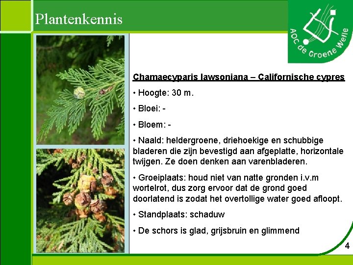 Plantenkennis Chamaecyparis lawsoniana – Californische cypres • Hoogte: 30 m. • Bloei: • Bloem: