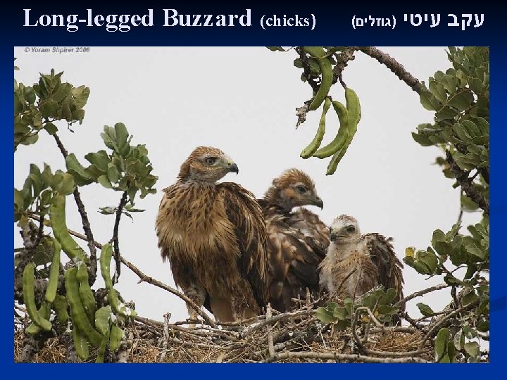 Long-legged Buzzard (chicks) ( )גוזלים עקב עיטי 