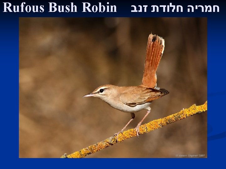 Rufous Bush Robin חמריה חלודת זנב 