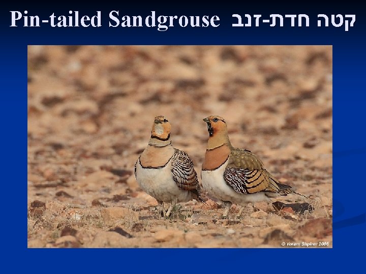 Pin-tailed Sandgrouse זנב - קטה חדת 