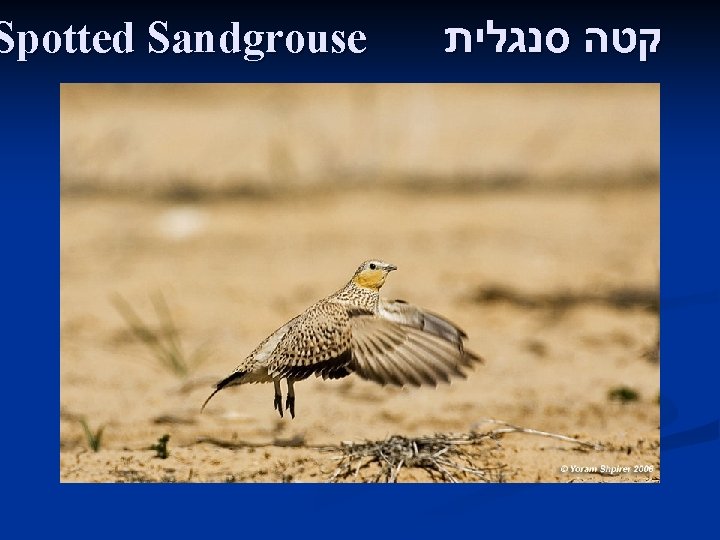 Spotted Sandgrouse קטה סנגלית 