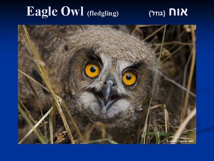 Eagle Owl (fledgling) ( )גוזל אוח 