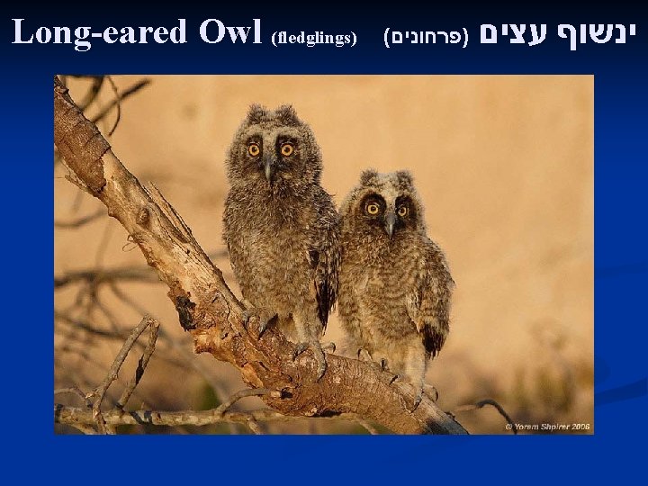 Long-eared Owl (fledglings) ( )פרחונים ינשוף עצים 