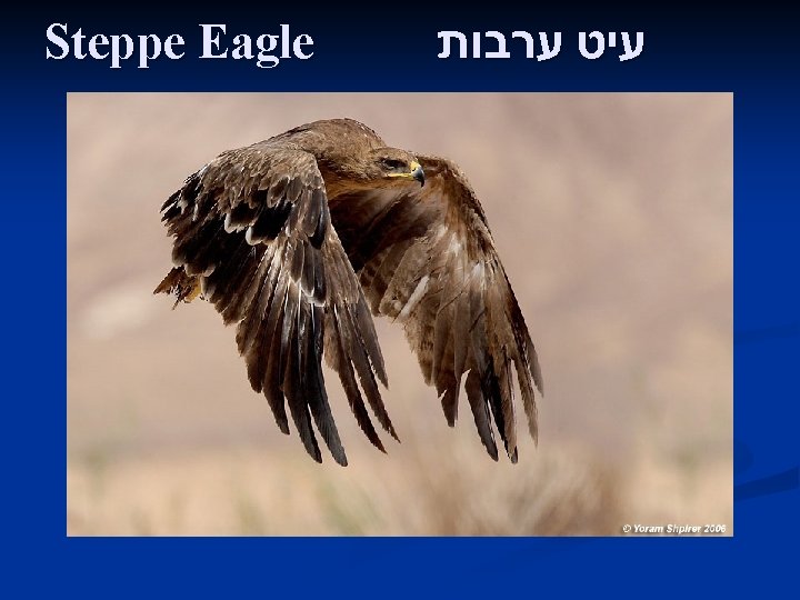 Steppe Eagle עיט ערבות 