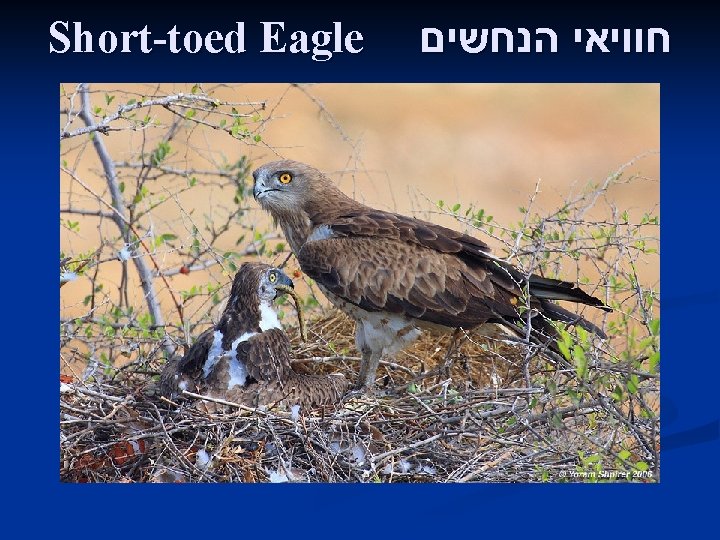 Short-toed Eagle חוויאי הנחשים 