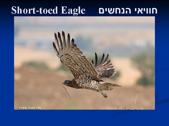 Short-toed Eagle חוויאי הנחשים 