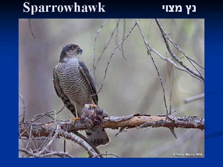 Sparrowhawk נץ מצוי 