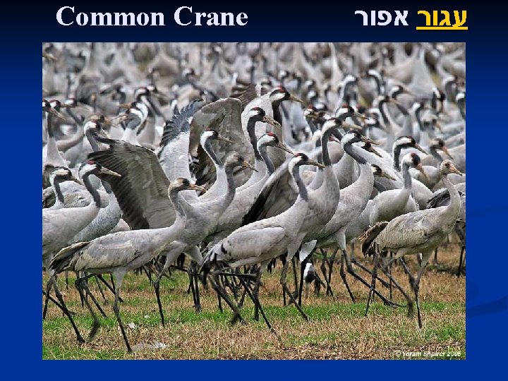 Common Crane עגור אפור 