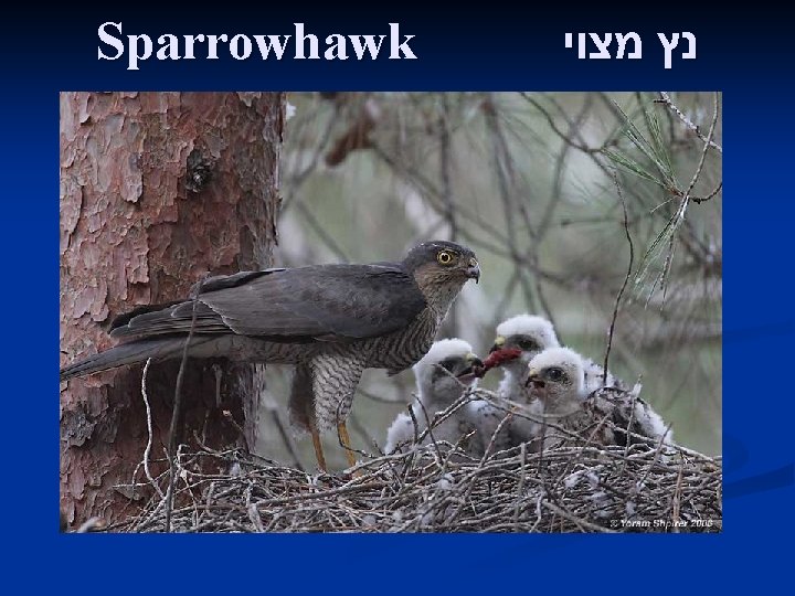 Sparrowhawk נץ מצוי 