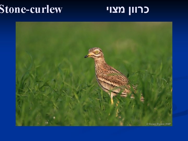 Stone-curlew כרוון מצוי 