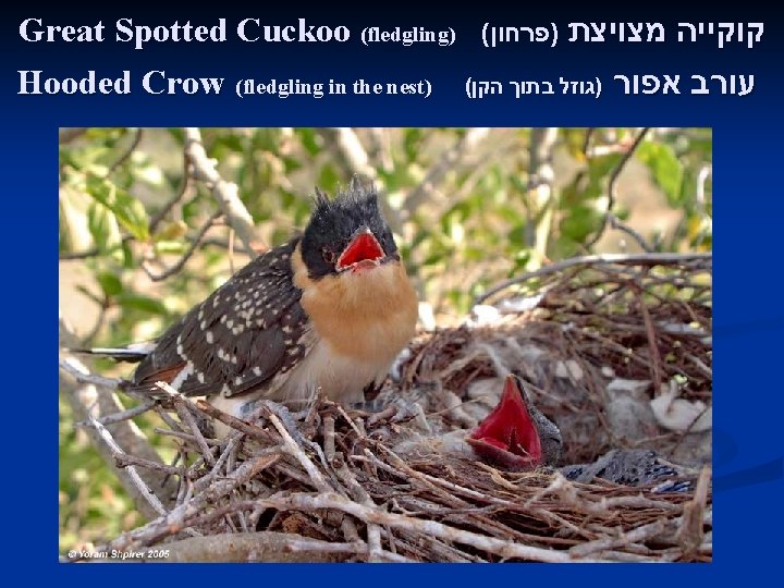 Great Spotted Cuckoo (fledgling) ( קוקייה מצויצת )פרחון Hooded Crow (fledgling in the nest)