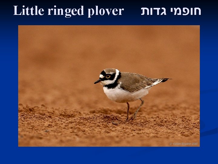 Little ringed plover חופמי גדות 