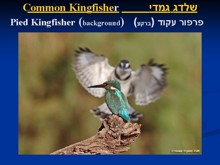  שלדג גמדי Pied Kingfisher (background) ( פרפור עקוד )ברקע Common Kingfisher 