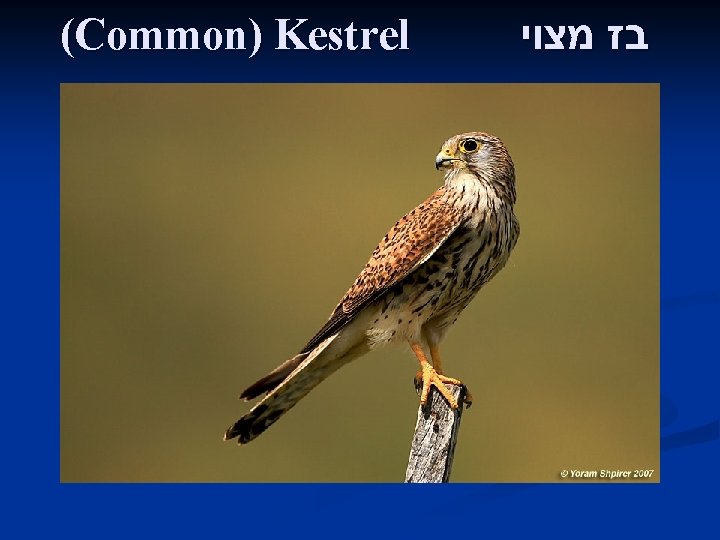 (Common) Kestrel בז מצוי 