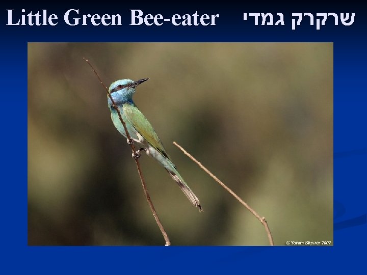 Little Green Bee-eater שרקרק גמדי 