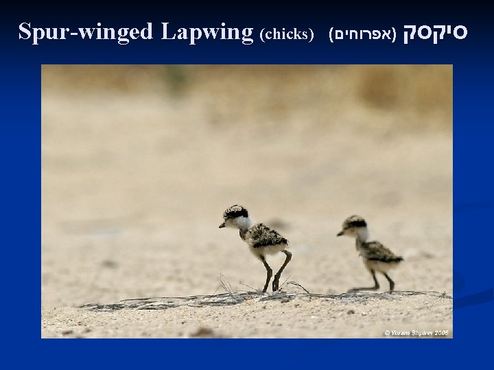 Spur-winged Lapwing (chicks) ( )אפרוחים סיקסק 