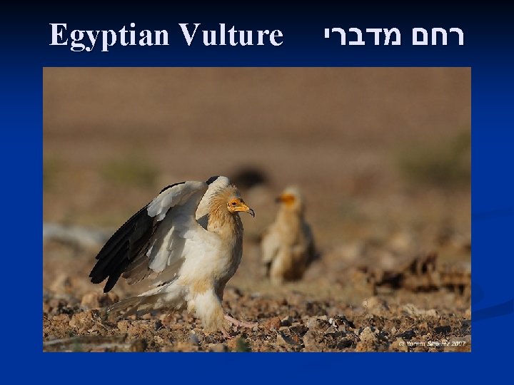 Egyptian Vulture רחם מדברי 