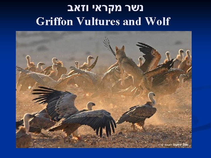  נשר מקראי וזאב Griffon Vultures and Wolf 