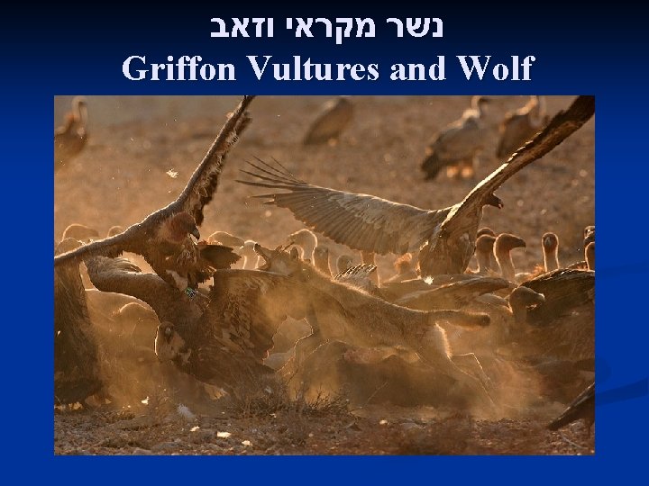  נשר מקראי וזאב Griffon Vultures and Wolf 