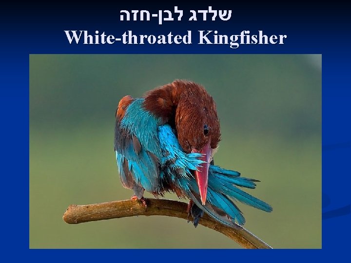  חזה - שלדג לבן White-throated Kingfisher 