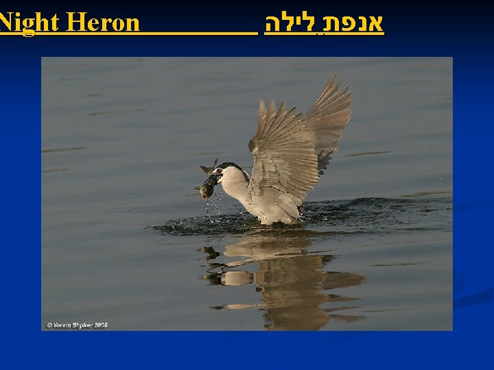 Night Heron אנפת לילה 