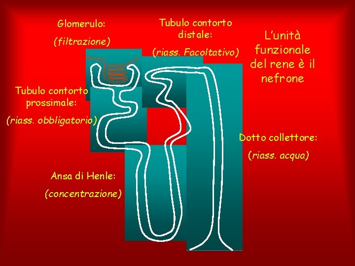 Glomerulo: (filtrazione) Tubulo contorto prossimale: Tubulo contorto distale: (riass. Facoltativo) L’unità funzionale del rene